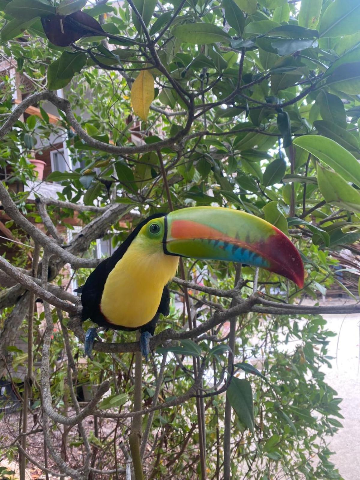Tintipan Island Santa Lova Eco-Hostel Isla Tintipan מראה חיצוני תמונה